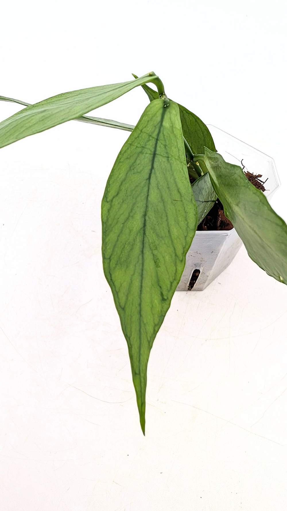 Hoya polyneura silver カット苗 Hoya polyneura 'Broget Silver' (Pet Friendly) – Planted.